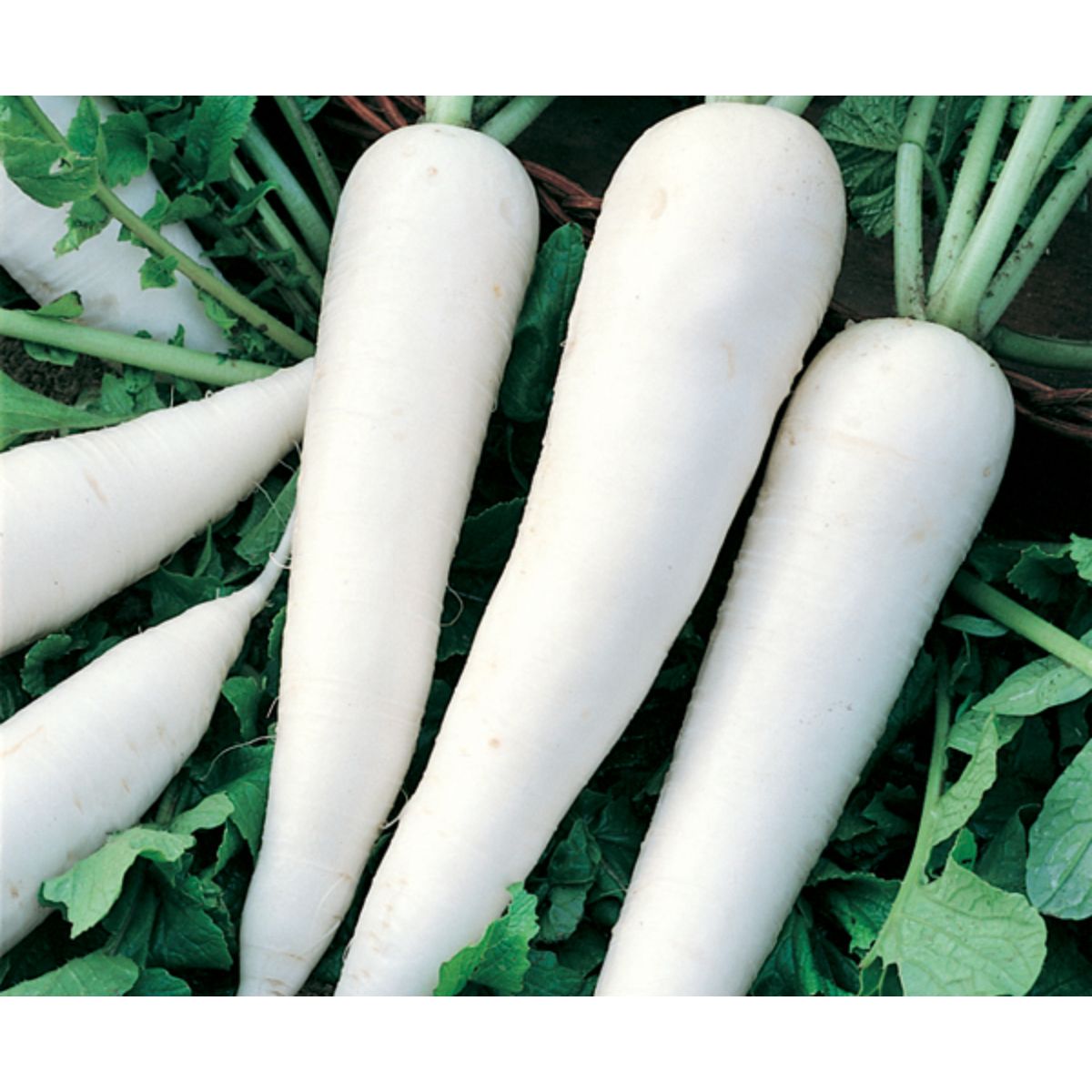 Sementes De Nabo Rabano Minowase Topseed - 100g