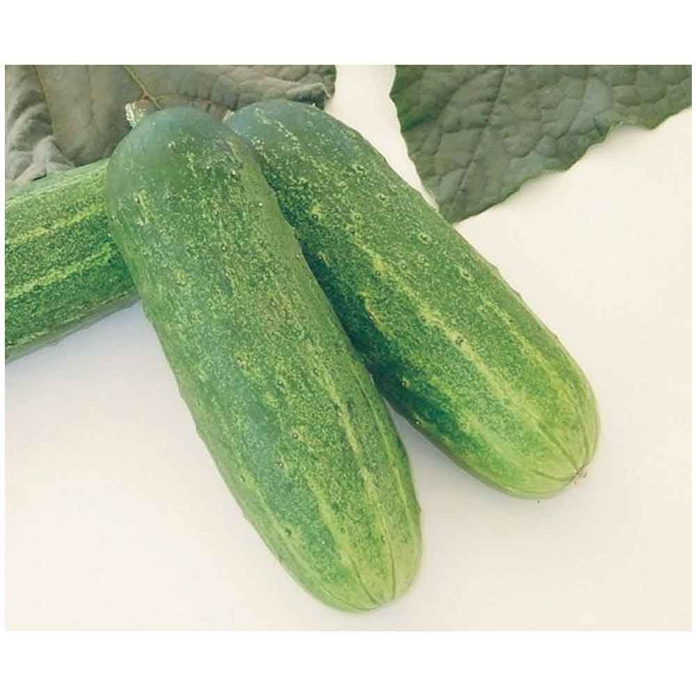 Sementes De Pepino Caipira Híbrido Bonanza F1 Topseed Premium